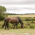 The Stables