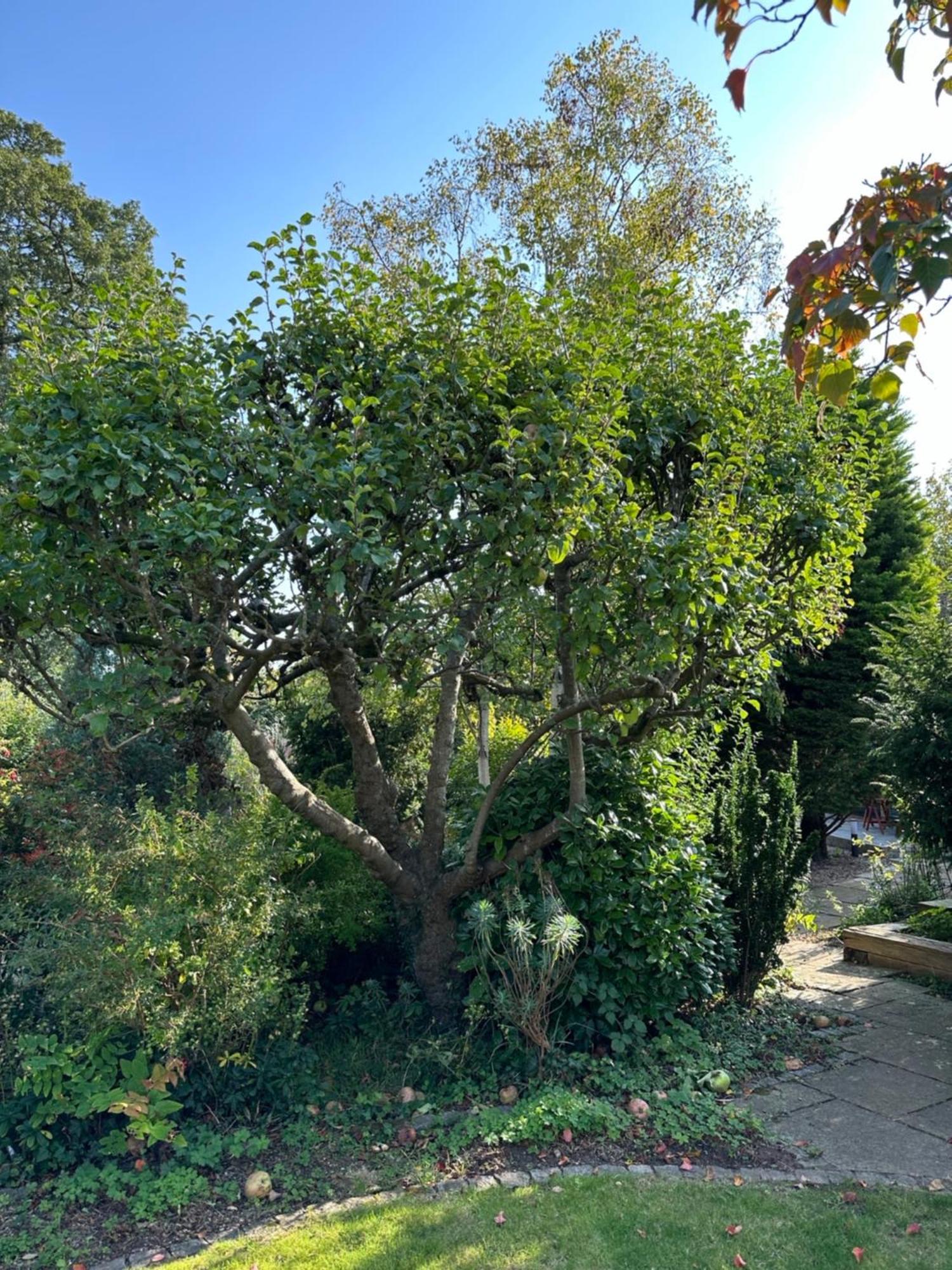 Apple-tree * Taunton