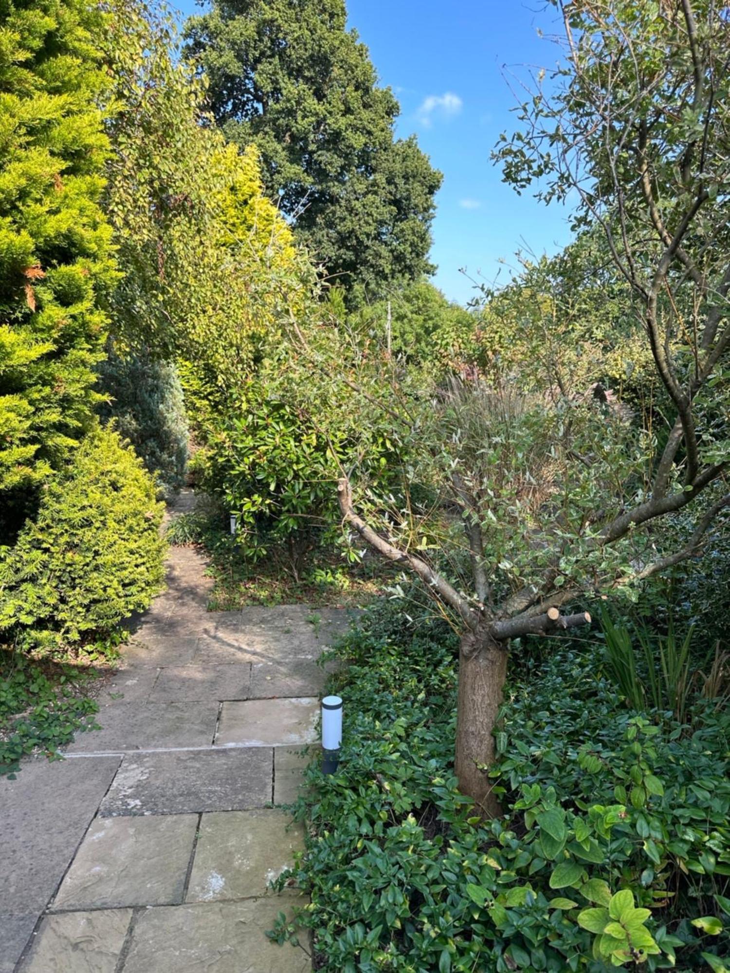 Apple-tree
