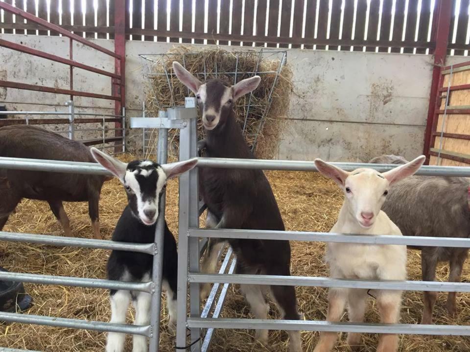 Farm stay The Old Stables Taunton